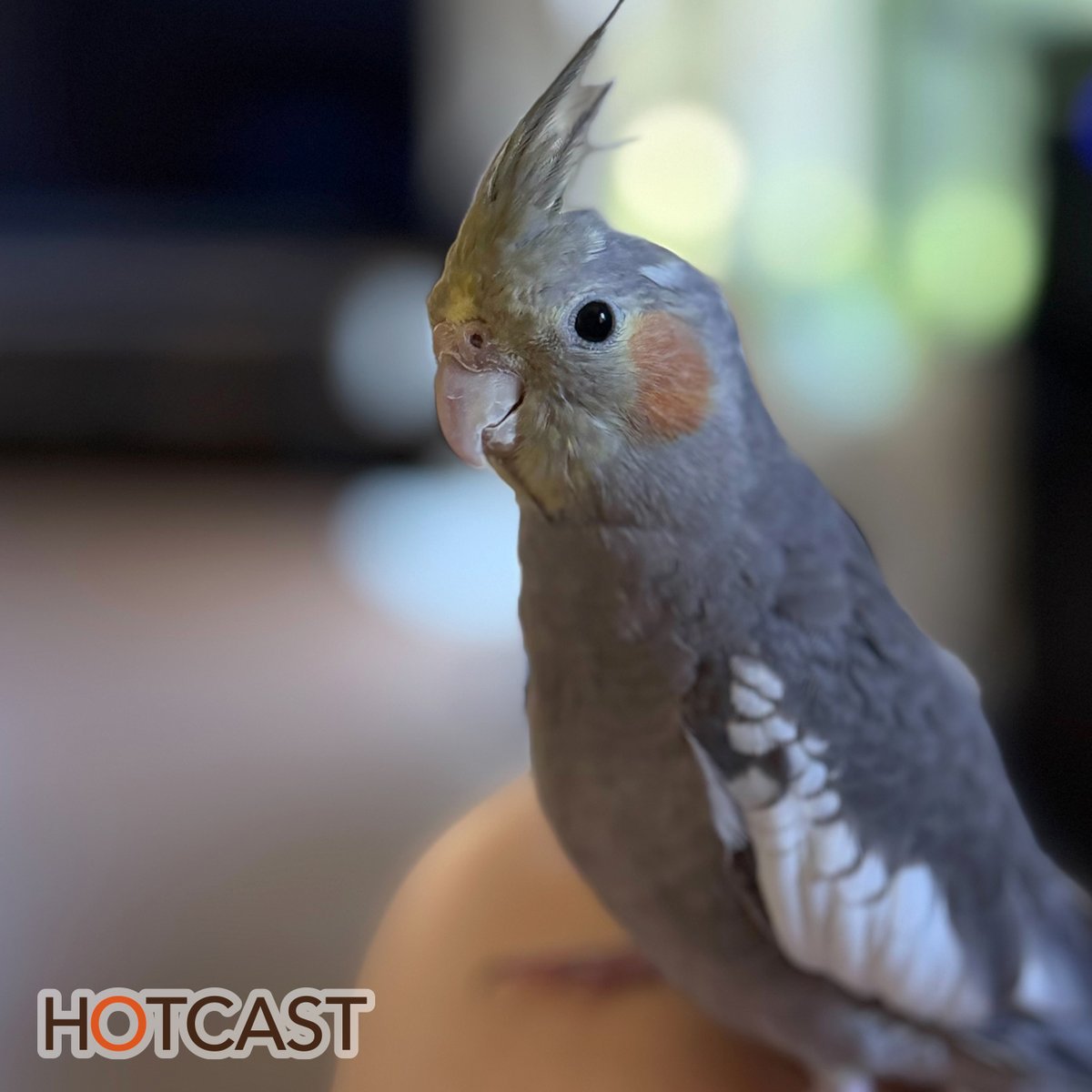hotcast_jp's tweet photo. 【HOTCAST】熊本地震におもう #1064
今回の地震について話しています。長崎のくむは、揺れとともに感じたことも多かったようです。
https://t.co/a2V6dYQlhw
#HOTCAST #ポッドキャスト https://t.co/3ZVgBFnUJq