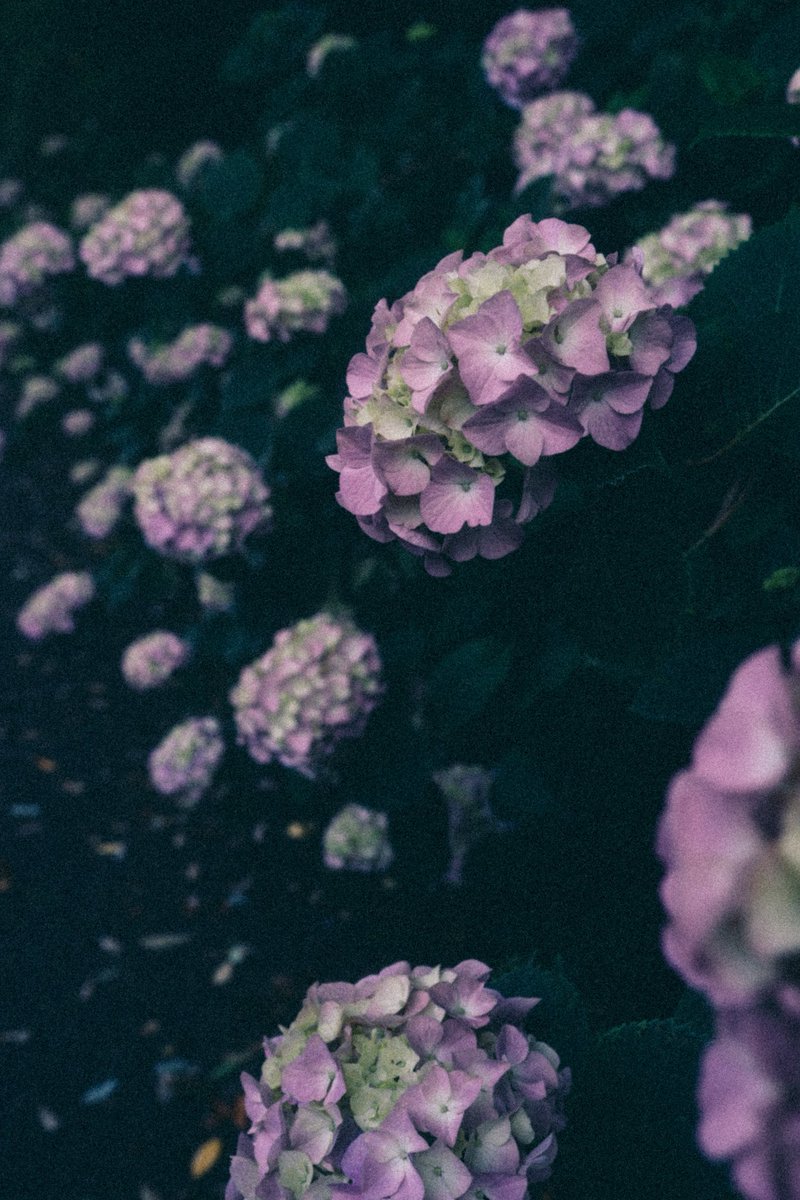 _kanakoara_'s tweet photo. flowers https://t.co/gPXPOIOyER