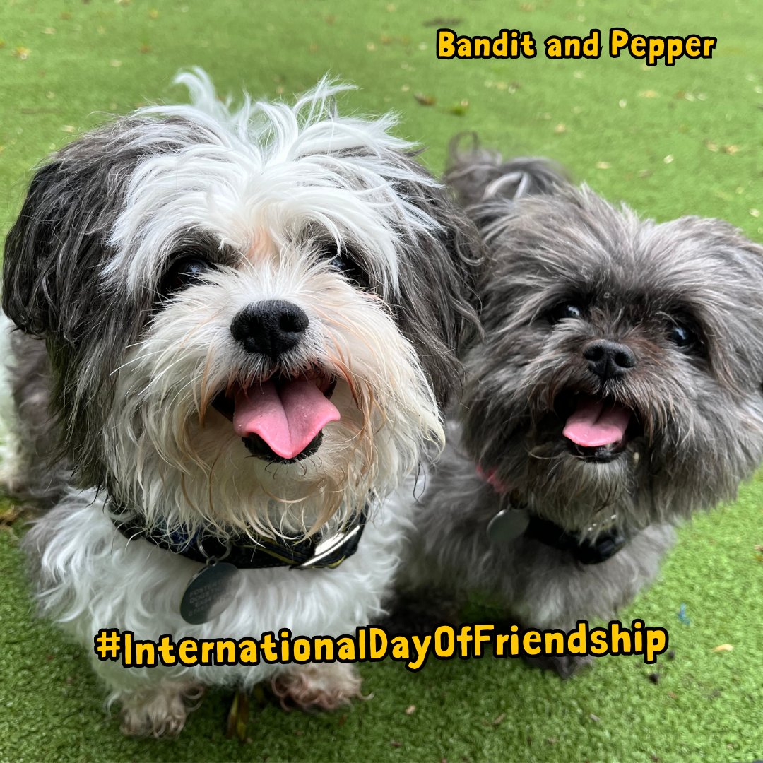 DT_Ilfracombe's tweet photo. Bandit and Pepper are still looking for a home where they can stay together. This #DayOfFriendship can you help them by sharing their post. Thank you. 
📍@DogsTrust #Ilfracombe 

Apply to adopt. 🏡
👉 https://t.co/NWfsshdhlv 

#ADogIsForLife https://t.co/k87XkSBYGk