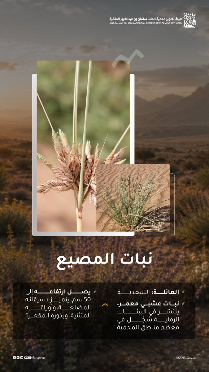KSRNReserve's tweet photo. نبات المصيع، جزءٌ من توازن الطبيعة في محمية الملك سلمان بن عبدالعزيز الملكية. https://t.co/DkresPEkvb