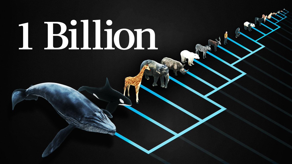 veritasium's tweet photo. Newsletter Exclusive!

Behind-The-Scenes Q&amp;A:

Why does every mammal get 1 billion heartbeats in their life? - https://t.co/KTkrf45jDu 

With Writer/Director Daniel Leonard 🧵 https://t.co/GBsuIxmOVi