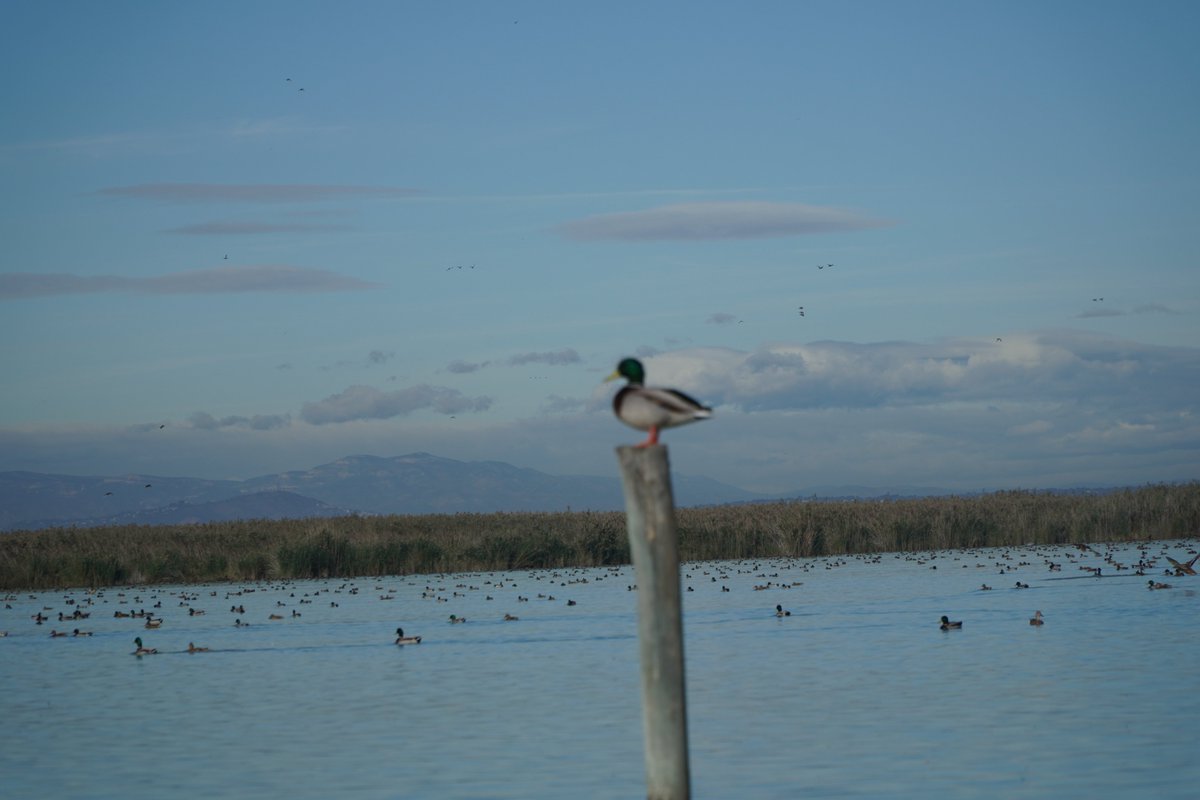 CHJucar's tweet photo. ⭕️Los estudios recomiendan tomar medidas de control de la biomasa en los embalses de Beniarrés, Bellús y l'Albufera.

📄Consulta los informes completos en: https://t.co/DXQeICKQQ0 https://t.co/IOw47EdJgX