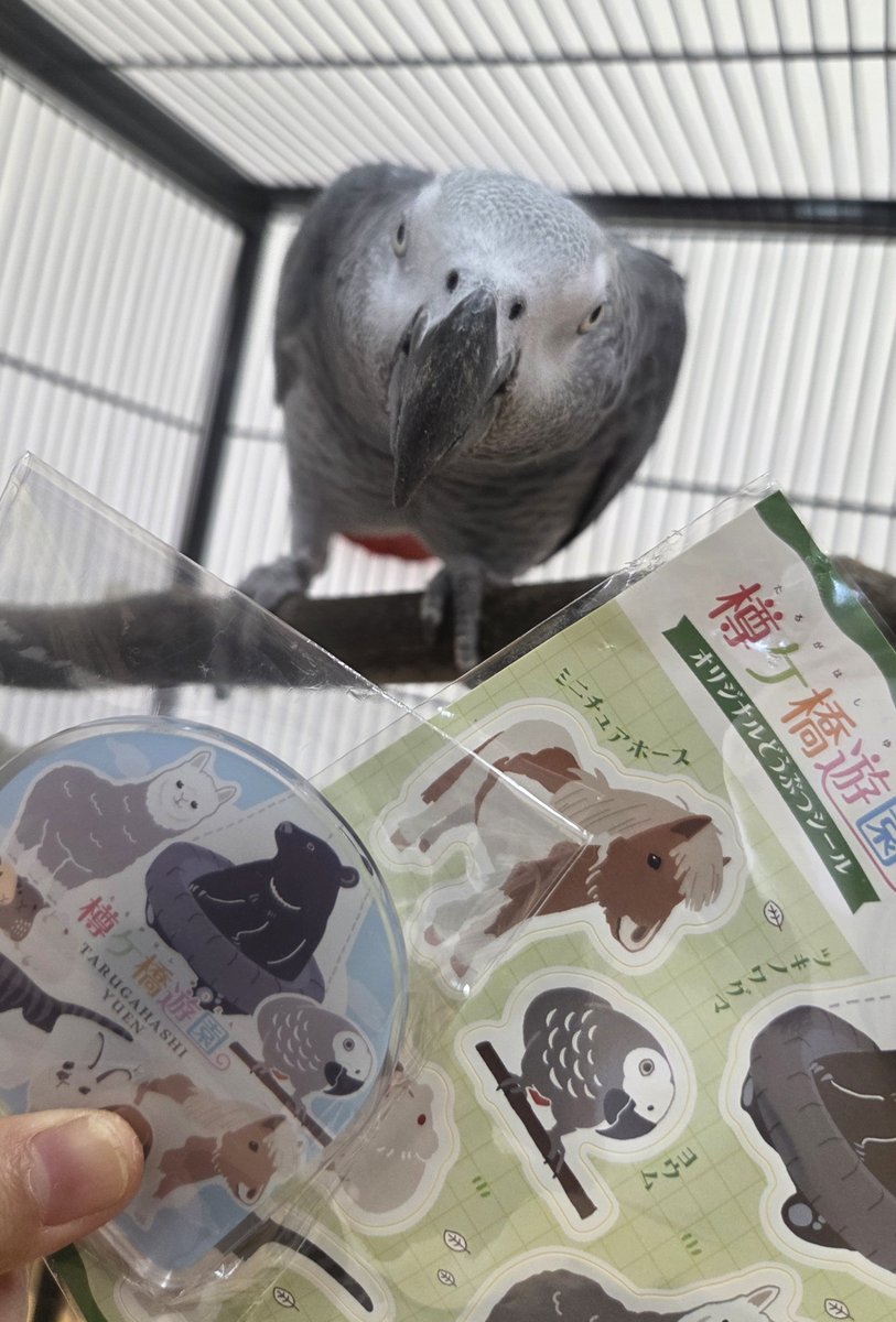 tarugahashi's tweet photo. 動物大集合マグネット と どうぶつシール には、人気投票で7位だったヨウムの「銀太」がいます🎶⁡

ご来園の際には、ぜひ買っていただけたら嬉しいです😆❗⁡
#樽ケ橋遊園 #動物園 #胎内市 #ヨウム #オリジナルグッズ https://t.co/JYvIW6p2N6