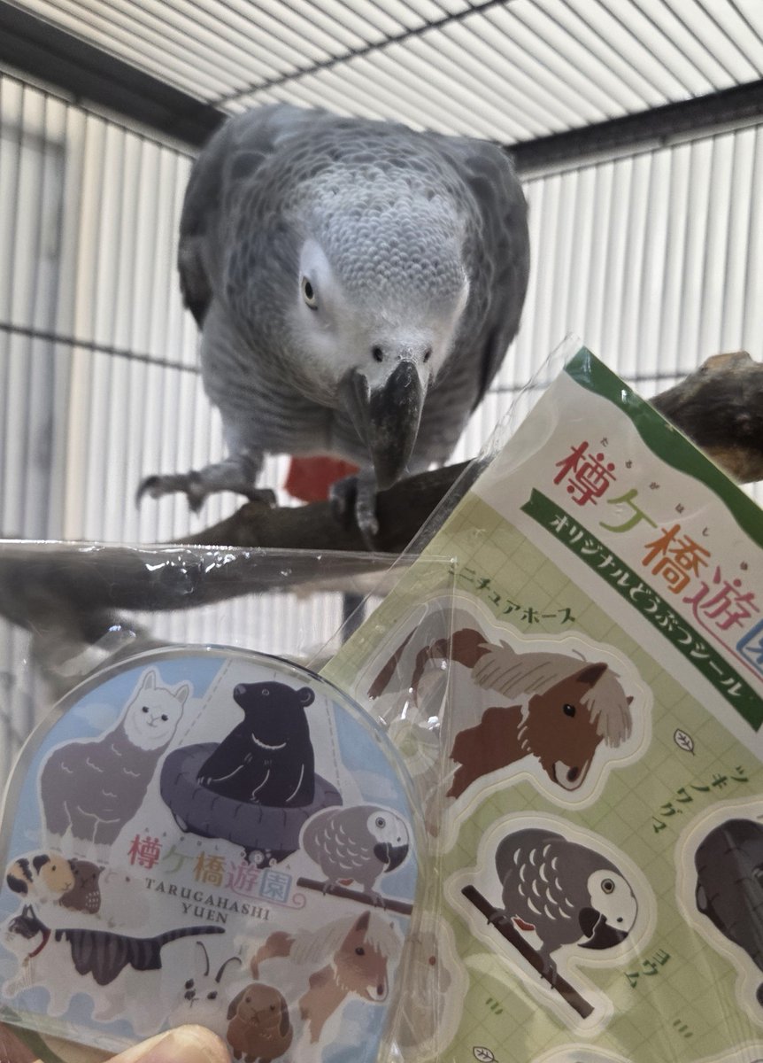 tarugahashi's tweet photo. 動物大集合マグネット と どうぶつシール には、人気投票で7位だったヨウムの「銀太」がいます🎶⁡

ご来園の際には、ぜひ買っていただけたら嬉しいです😆❗⁡
#樽ケ橋遊園 #動物園 #胎内市 #ヨウム #オリジナルグッズ https://t.co/JYvIW6p2N6
