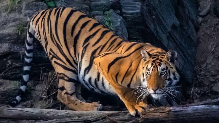 ClimateWed's tweet photo. For more than a decade, tiger conservation has been one of the world’s great conservation success stories. Populations are recovering across parts of Asia after decades of decline, demonstrating what sustained investment, strong partnerships and science-based conservation can achieve. 

But recovery is only part of the story. https://t.co/0Q6l6bedcE EnviroNews