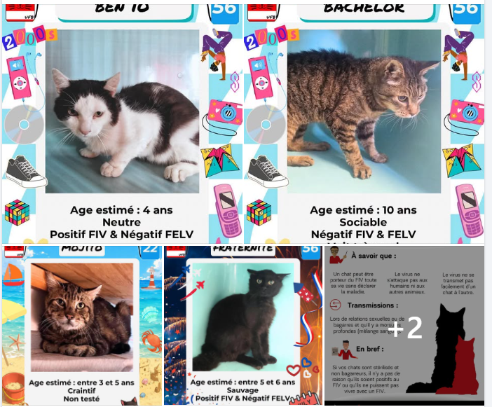 justineducern's tweet photo. Pour ADOPTER - faire un message à UFB par ce lien :
https://t.co/FjVFFKVbT2 https://t.co/lwEEVqJxkC
