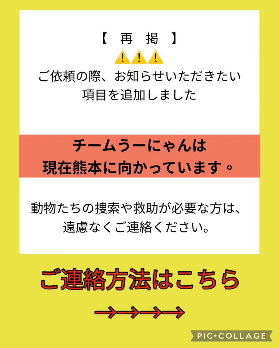ニャンちゅう(交渉は値下げ依頼より受付 他の方はご遠慮ください