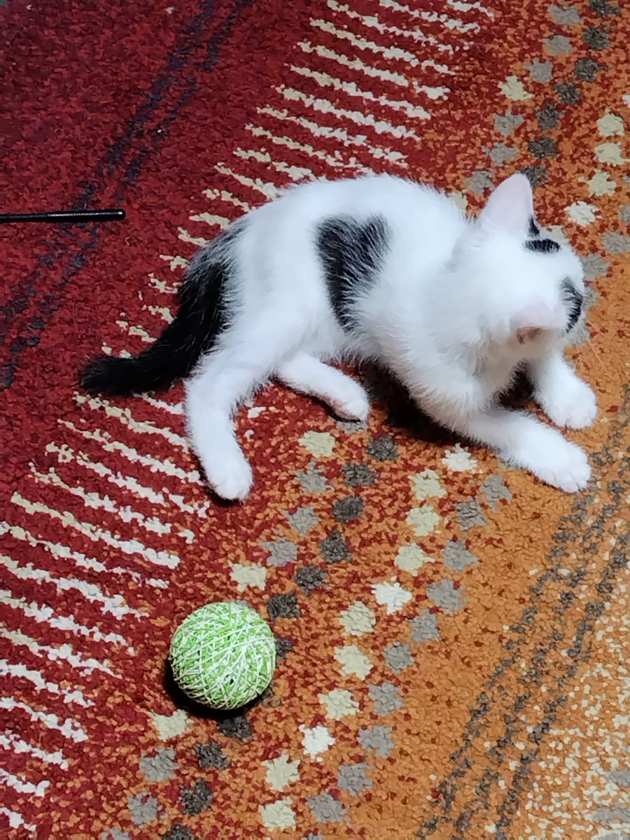 ROkUHANA00's tweet photo. まめこ療養２６日目です

今日も元気にスリッパと格闘してたまめこ

「そういえば最近音の鳴るボールで遊んでないな」と転がすと…無視
……飽きたのでしょうか https://t.co/DdI5Qq8Z3X