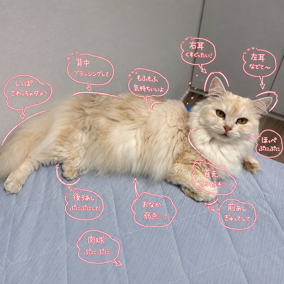 そらねこ☁️🐈東名阪ツアー中‼️ (@skycat912) / Posts / X