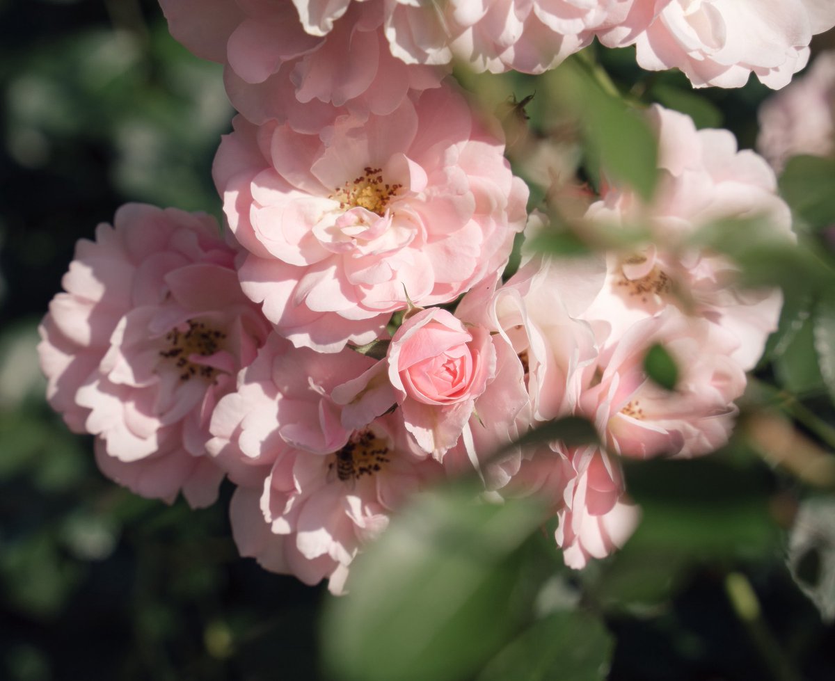 ris__a____'s tweet photo. #flowerphotography https://t.co/KdwerRAWWa