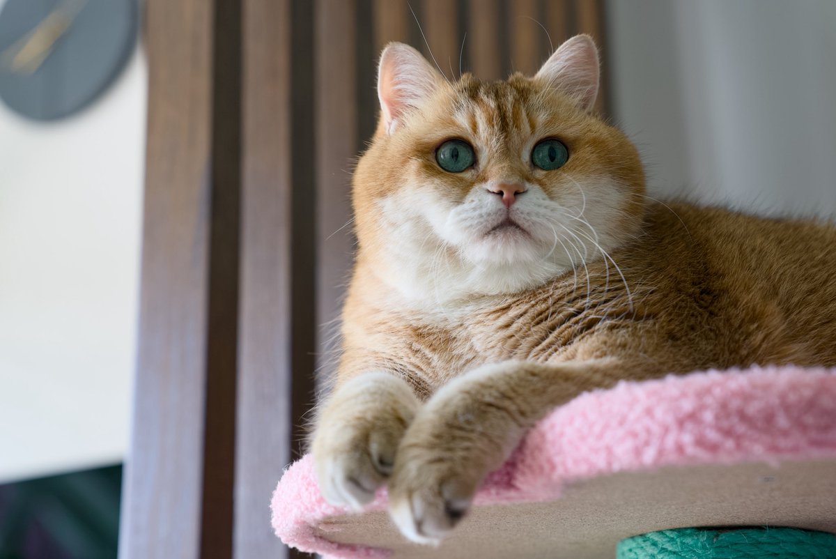 Hosico_cat's tweet photo. Happy Cheesecake Day! 🍰 https://t.co/zD3kcxjEzQ