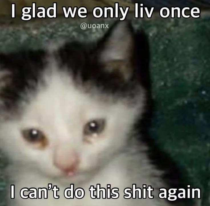 sillymeow4u's tweet photo. https://t.co/akfQlrumHf