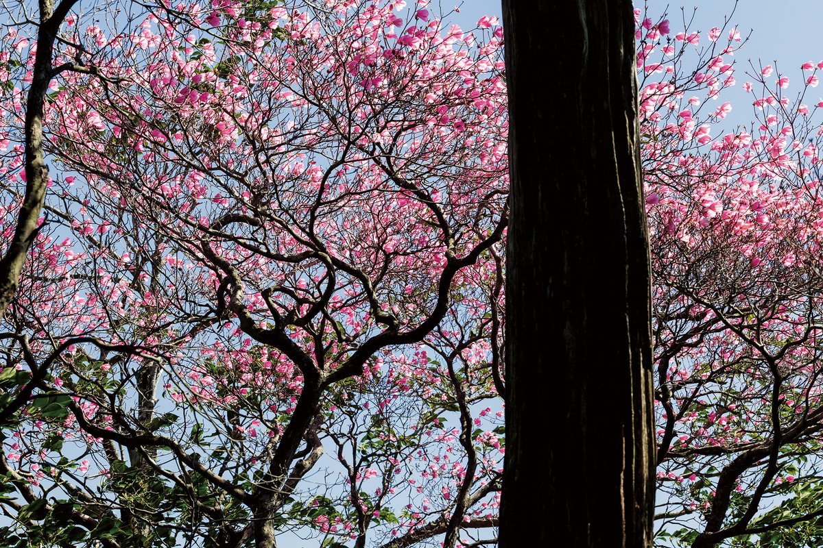 t_okamoto_photo's tweet photo. 写真集「into the forest : kuishi」掲載

工石山の森に春の訪れを告げる、ツツジの鮮やかなピンク色が心を躍らせる。

#intotheforest
#工石山 https://t.co/31bkUUA4Gm