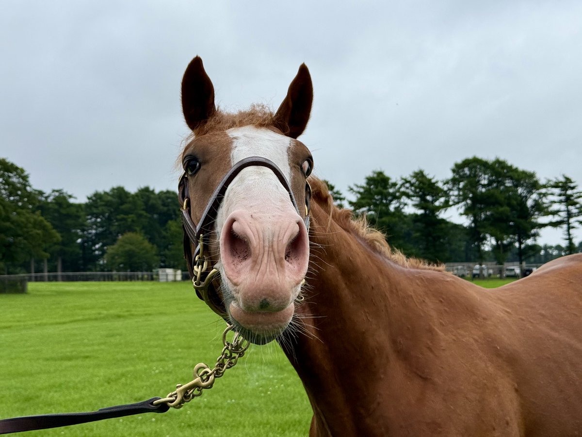 perosuke_stable tweet picture