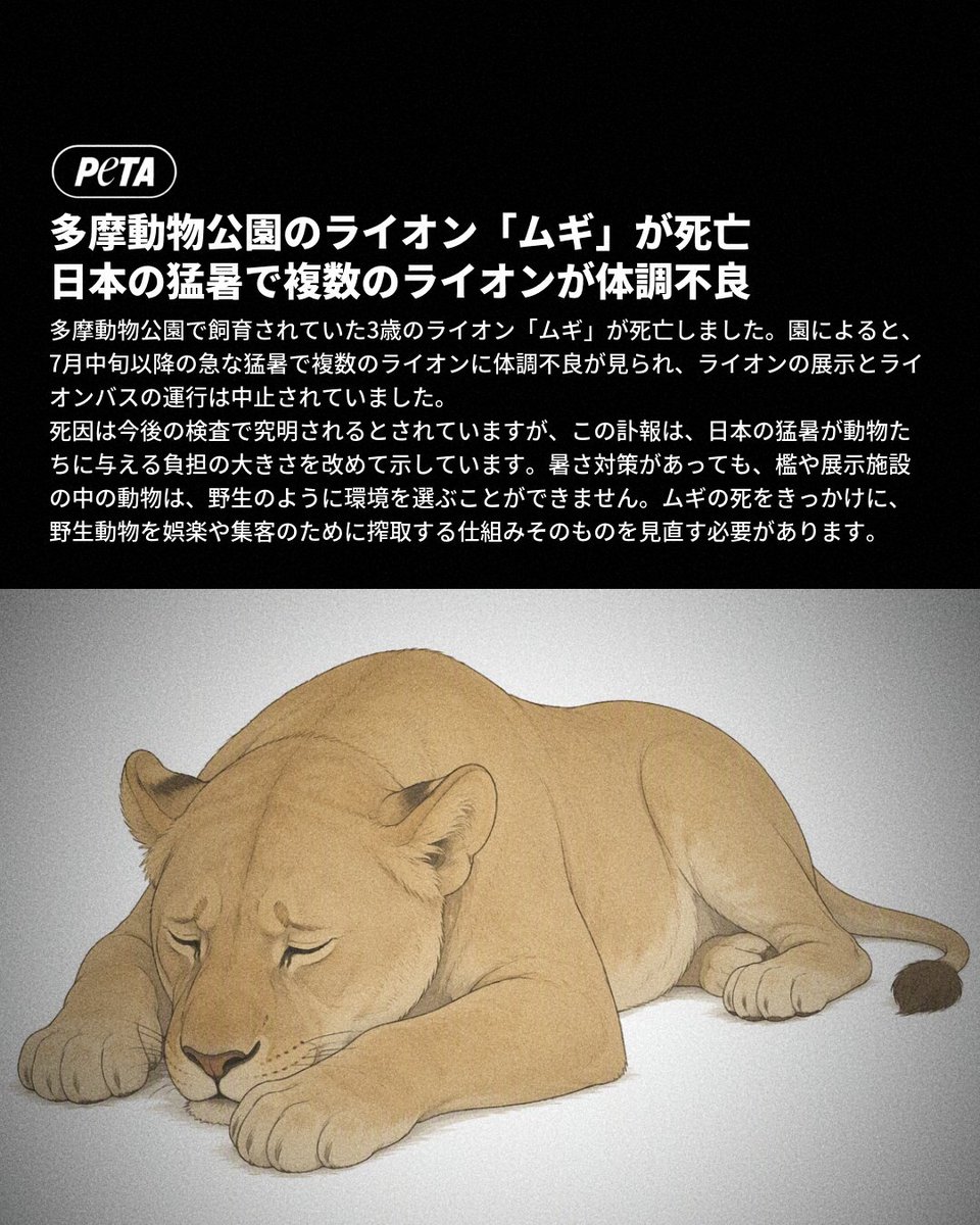 petaasia_japan's tweet photo. 多摩動物公園で、3歳のライオン「ムギ」が死亡しました。園によると、急な猛暑で複数のライオンに体調不良が見られ、ライオンの展示は中止されていました。ムギには食欲不振や立ち上がれない症状があり、治療が行われましたが、28日に死亡が確認されました

動物園は暑さ対策を講じていたとしていますが、そもそもライオンは日本の気候で生きる動物でも、人間に見られるために生きているわけでもありません。ムギの死を悼むのであれば、動物園で野生動物を繁殖させ、一生を展示のために利用し続ける仕組みそのものを見直す必要があります