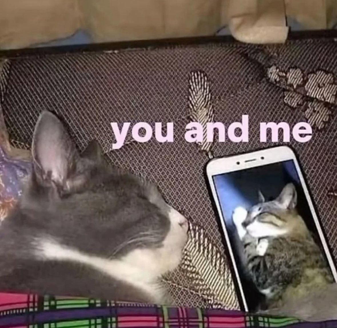 ♡ tweet media