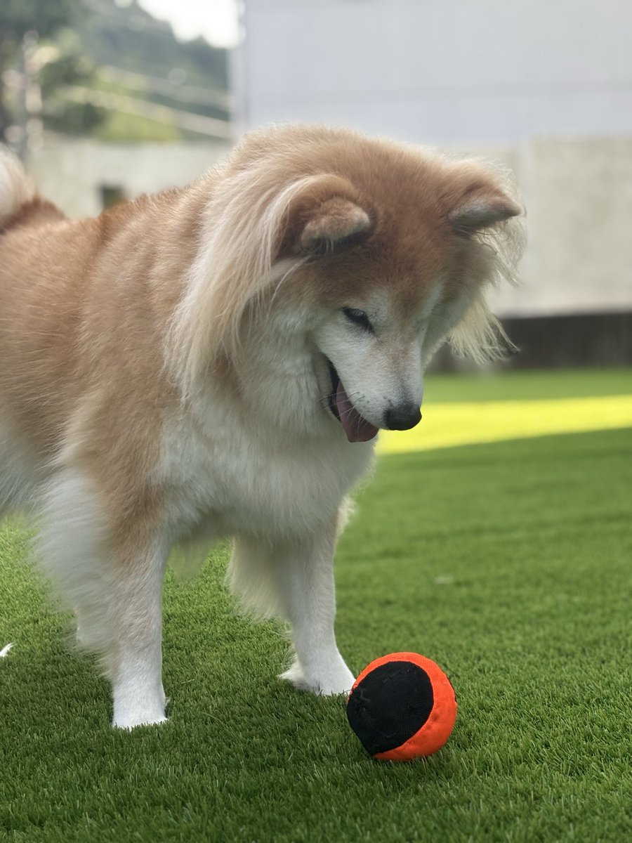 ageagepayapaya's tweet photo. 数ヶ月間のバタバタ終了
･:*+.\(( °ω° ))/.:+ﾋﾄﾀﾞﾝﾗｸ

#柴犬 https://t.co/dmGn9HovYe