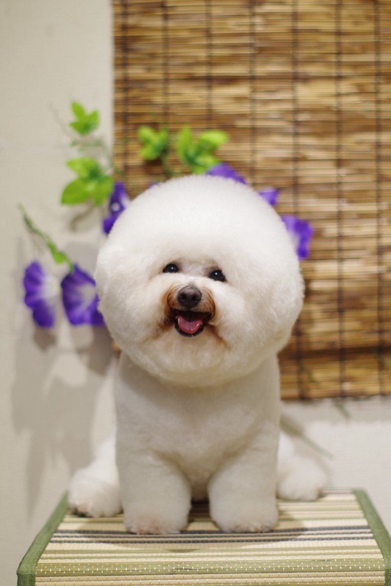 1Dogspace's tweet photo. シャンプーカットコースでご来店のビションちゃん
次回のご予約ありがとうございます

★只今8月、9月のご予約受付中★

DogSpace#1
大田区大森北4-12-22
03-6404-6480

#トリミングサロン JR大森駅 
#ビションフリーゼ　#犬 https://t.co/gCQpXS1Vlp