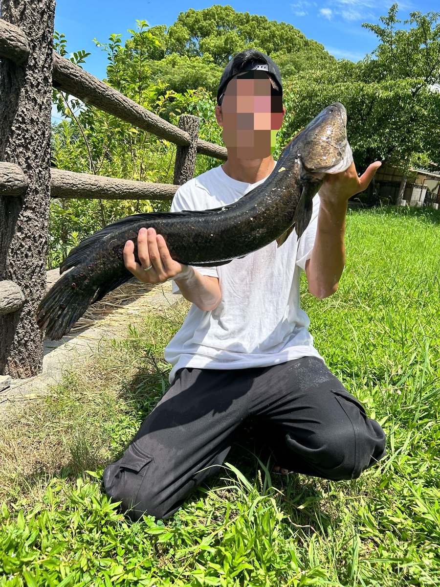 tapitapioka0407's tweet photo. 7月の釣果 ほぼ雷魚
8月も熱中症気を付けて、釣果上げていこ https://t.co/dZeqM5Ztnh