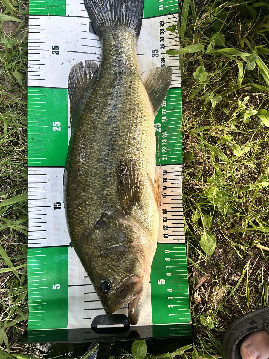 tapitapioka0407's tweet photo. 7月の釣果 ほぼ雷魚
8月も熱中症気を付けて、釣果上げていこ https://t.co/dZeqM5Ztnh