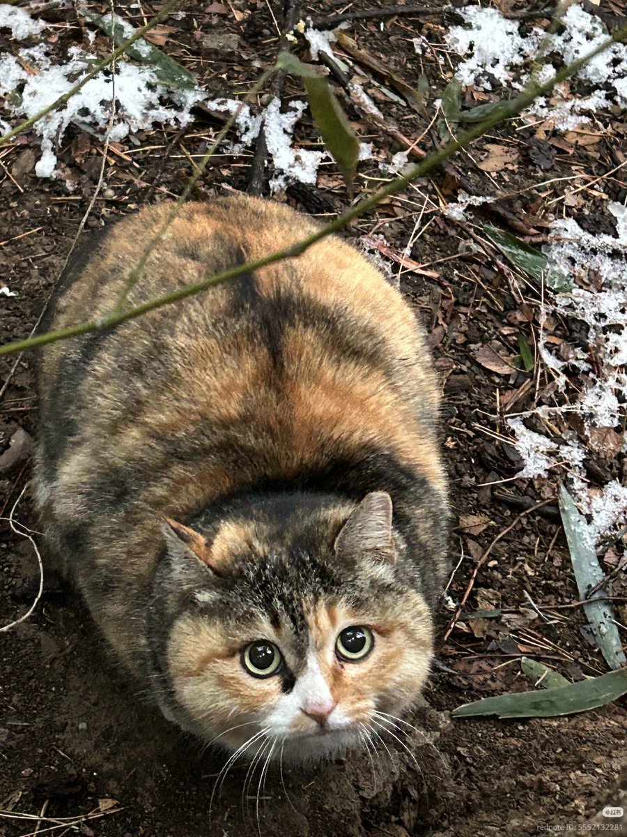 nocontextscats's tweet photo. LOAF https://t.co/4qBXvNZu71
