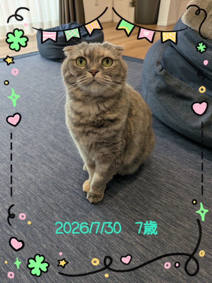teke_mm's tweet photo. 今日お誕生日の子🐱 https://t.co/GRabaBwakW