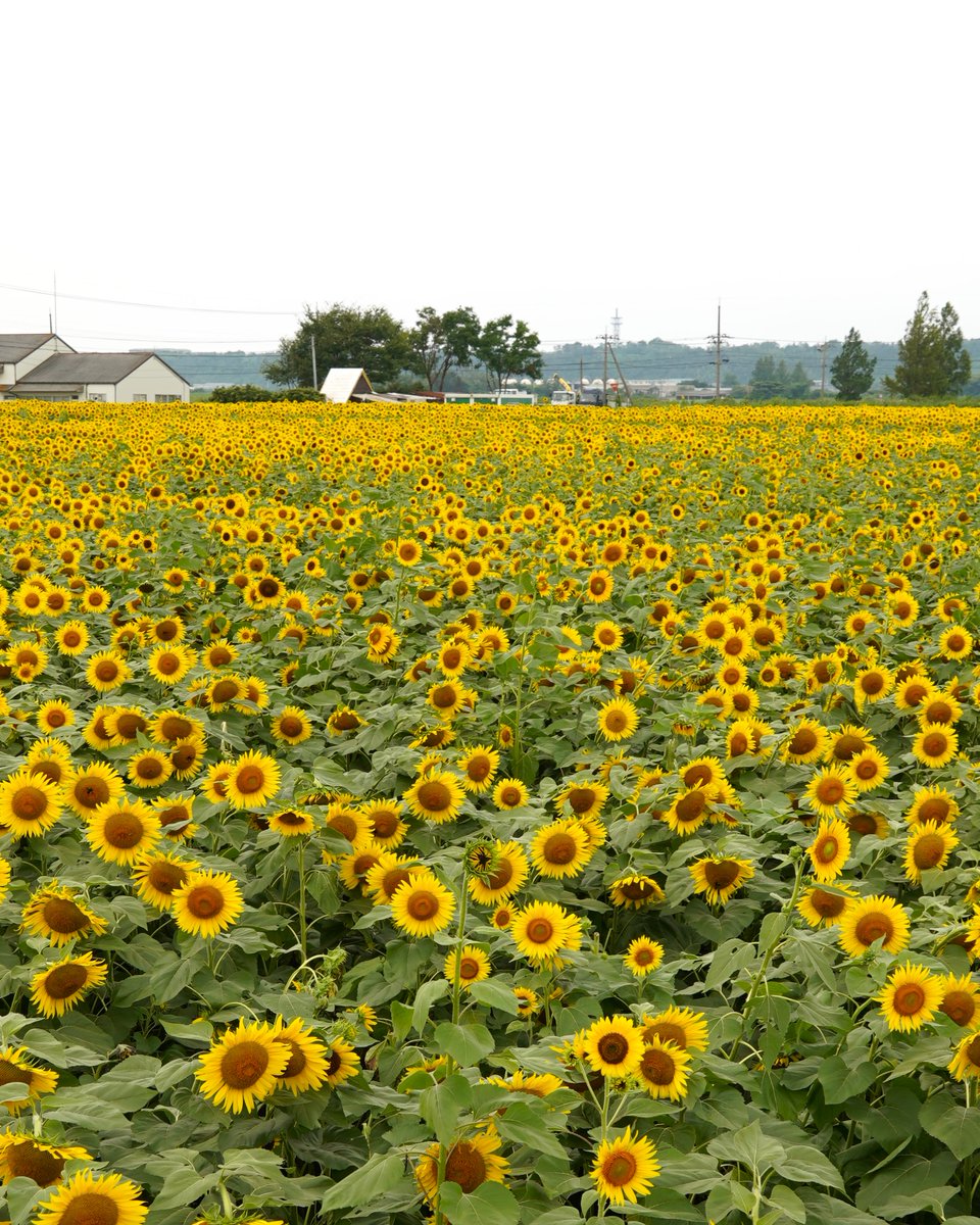 MaruseJ4123's tweet photo. マルセ実業のmarcoです。先日ご紹介した石川県・河北潟の「ひまわり村」が開村。出社前に寄ってみると、35万本ものヒマワリによる圧巻の風景が広がっていました

もう満開状態なので、早めの訪問がオススメです

#石川県
#ヒマワリ
#ひまわり村 https://t.co/awHJsDZXsW