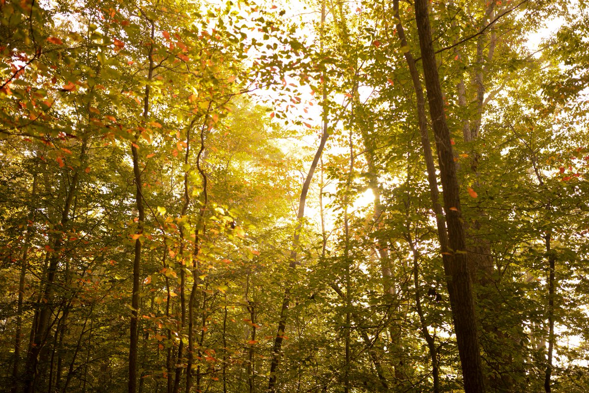 wvdnr's tweet photo. The Natural Resources Commission quarterly meeting is TONIGHT at 6 p.m.! 🗣️ Join us in person or tune in via the online livestream. Learn more 👉 https://t.co/HmZJtLCD7f. https://t.co/u16QsfLuj1