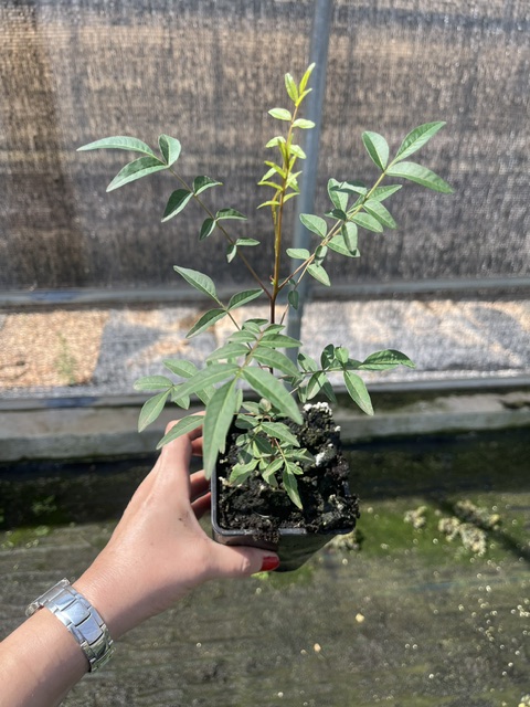 Pistachoselecto's tweet photo. Les queremos mostrar como van desarrollándose las plantas de UCB1 que tenemos en nuestros invernaderos para la campaña de ventas 2026-2027.
Realicen sus Pedidos de Planta de Pistacho en el teléfono 630980820 o visitando nuestras instalaciones en A-4, km:184, Valdepeñas, C-Real. https://t.co/0GBTBvSsGO