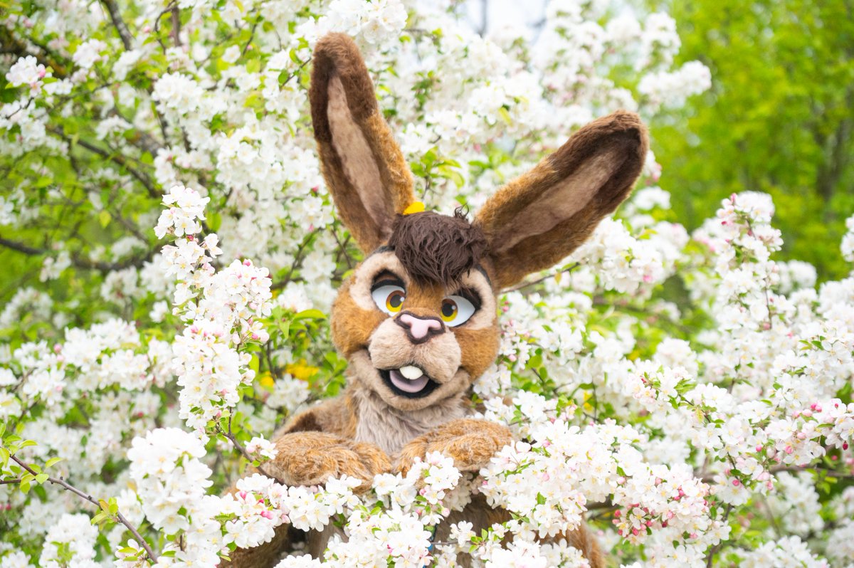 Toffi_bunny's tweet photo. I'm a flower! 🌸🐇

📷@CorgiTosh https://t.co/gqQoNeI9CO