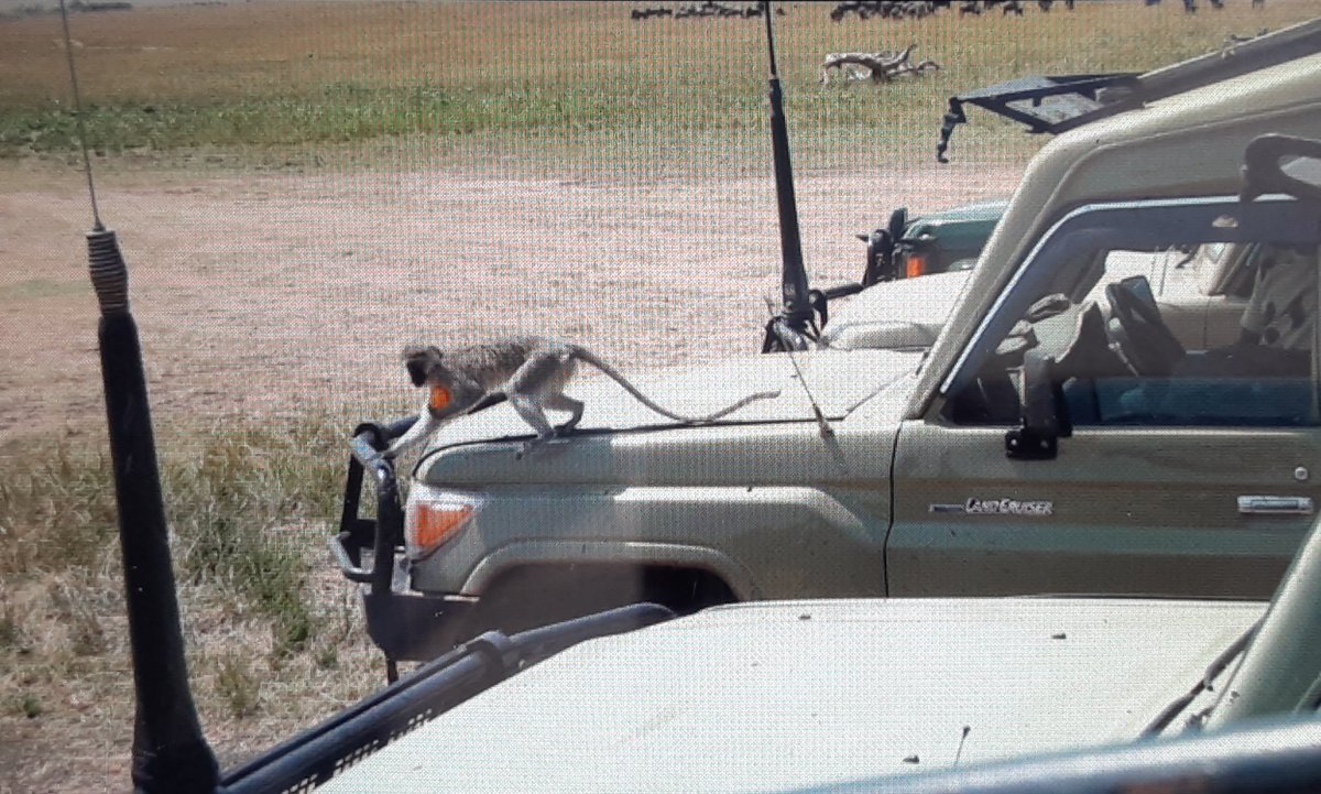 Tchoco_safari's tweet photo. ひどいね💢中国人が車の中からサバンナモンキーをオレンジでおびき寄せて与えた💢
マサイマラは入場の際に車のナンバーだけでなくパスポートも提出させられます。観光客一人一人が処罰の対象です。どの国立公園より厳しいんです。
知らなかったとか、ドライバーさんがやったことだから↓ https://t.co/f1xFVB9xWQ