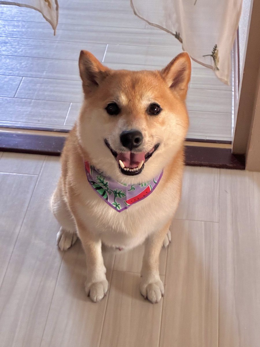 fufufufufu_ta's tweet photo. ただでさえ可愛い犬でしたが、トリミングを頑張った結果、おそろしく可愛くなりましたことをお知らせします https://t.co/LDz9xav9gw