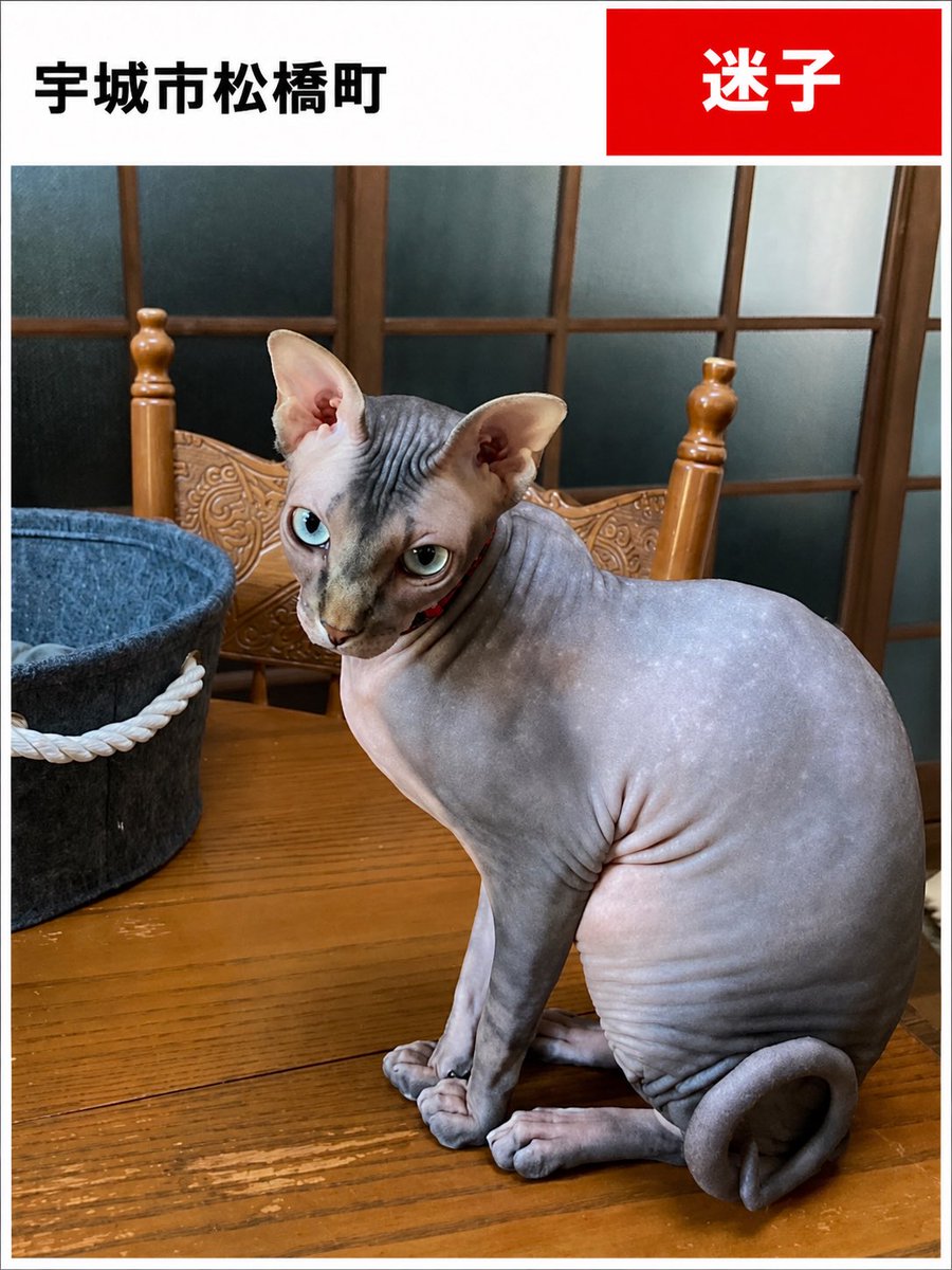 maigo_pet00's tweet photo. 🚨 迷子猫を探しています 🚨

熊本県宇城市松橋町で、スフィンクスの女の子が行方不明になっています。

7月28日の地震で扉が開き、驚いて外へ逃げ出してしまいました。

警戒心が強く臆病な性格のため、見かけても追いかけず、場所や状況を教えていただけると助かります。

【猫ちゃんの情報】
🐱 名前：ラム
🐱 種類：スフィンクス
🐱 性別：メス
🐱 年齢：8歳

一日でも早く、大切な家族のもとへ帰れますように。

拡散のご協力をよろしくお願いいたします。

📍 熊本県宇城市松橋町

📩 目撃情報・ご連絡は @07yuih までお願いいたします。