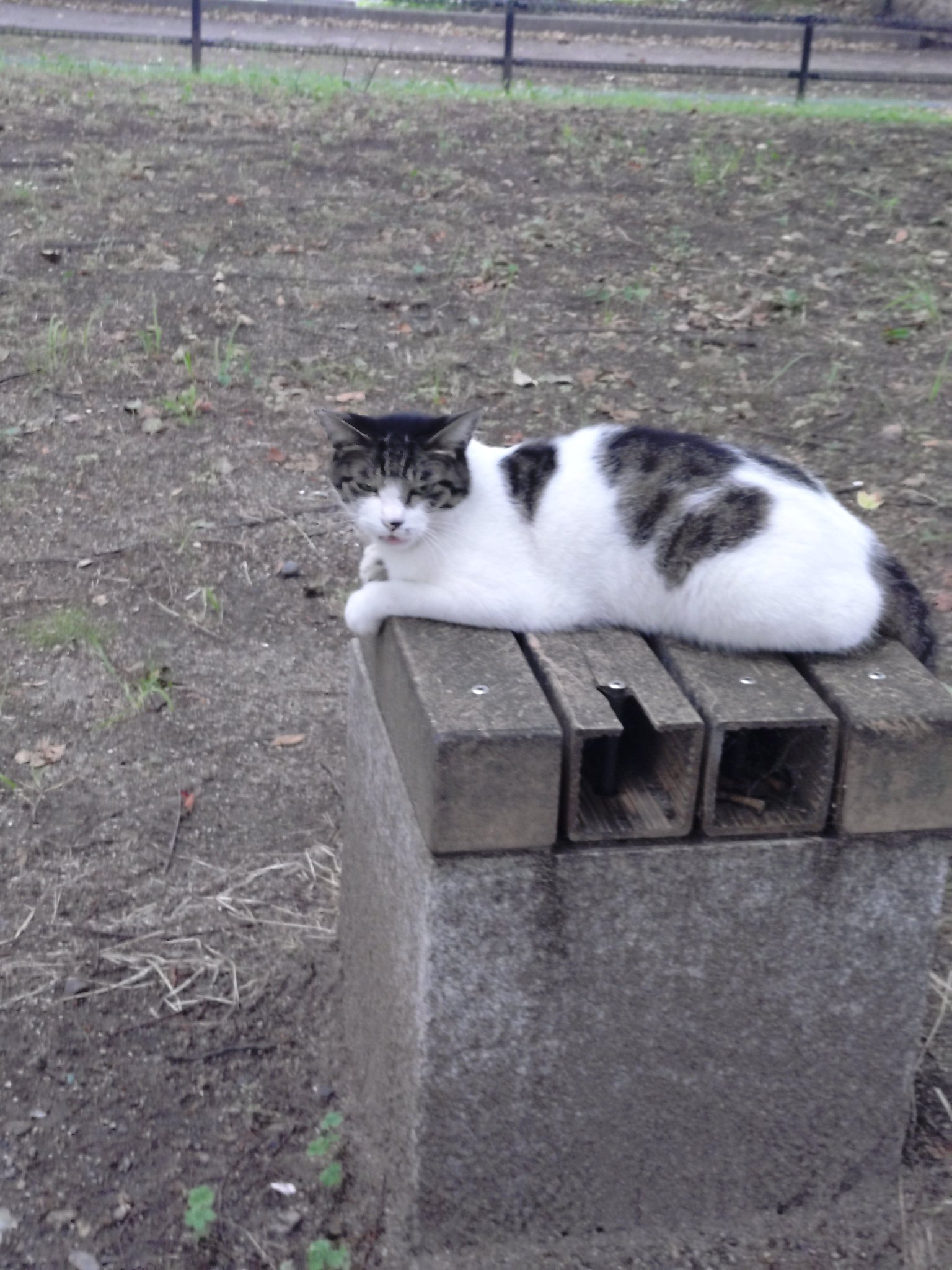 猫シャウラ キャプテンロック on X: 