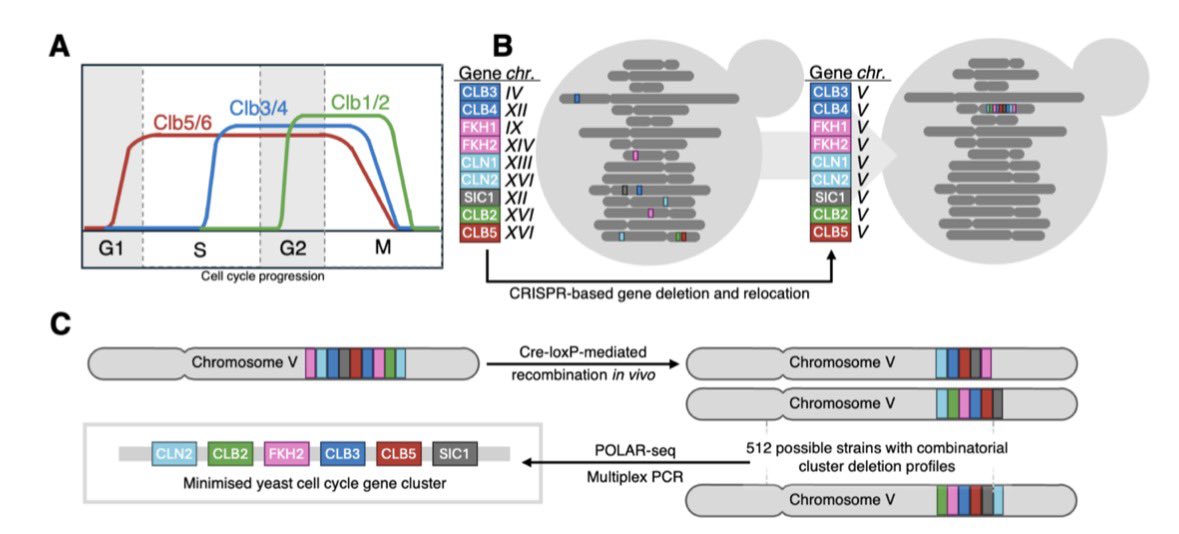 ProfTomEllis's tweet photo. Our lab’s latest on synthetic genomics “Synthetic Combinatorial Minimisation of Cell Cycle Control” is up now on BioRxiv - covering ambitious yeast #synbio cell cycle work led by Anastasiya Malyshava and co-supervised by @UniOfSurrey’s Matteo Barberis. https://t.co/V83sH4xLSl