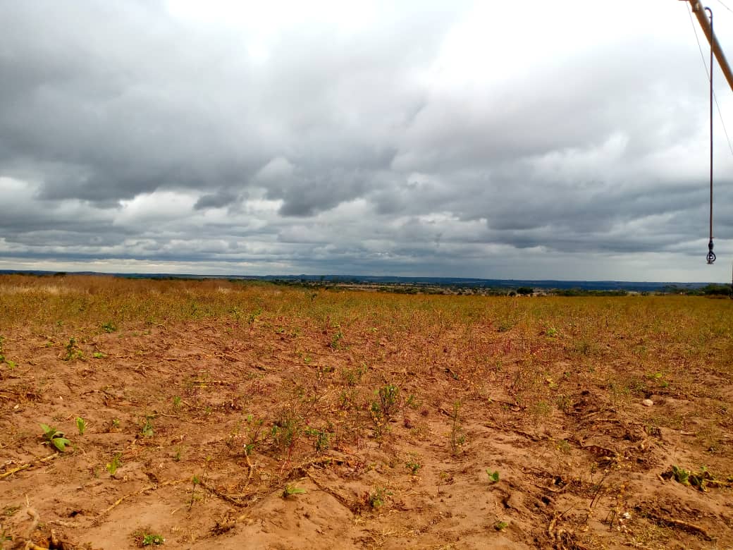 estate_crystal's tweet photo. BIG FARM FOR SALE IN KAROI
Contact : 071 6296535
A total of 865 hectares is up for sale in Karoi, 15 km from the high way .it has 500ha arable land with rich deep red soils.
-Farm house staff quarters all electrified, big compound which accommodate many farm workers. https://t.co/C2xZNiPLEE
