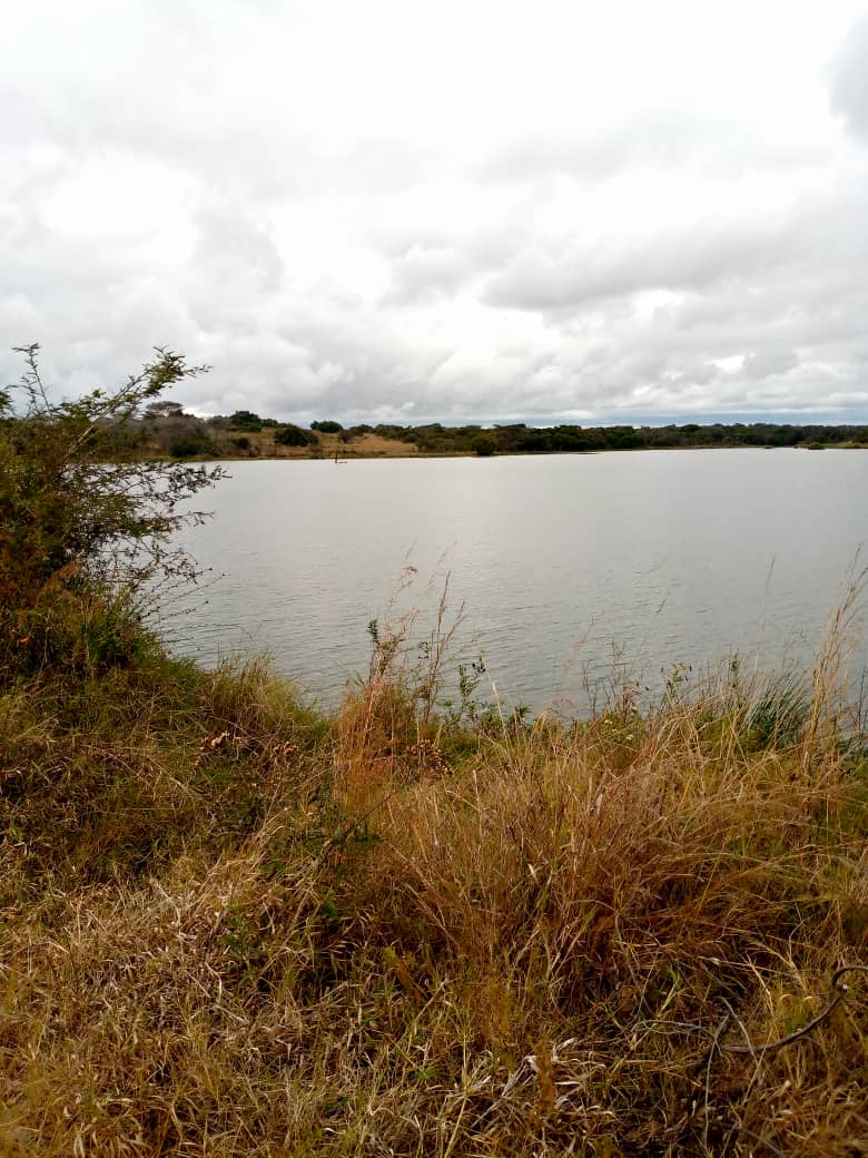 estate_crystal's tweet photo. BIG FARM FOR SALE IN KAROI
Contact : 071 6296535
A total of 865 hectares is up for sale in Karoi, 15 km from the high way .it has 500ha arable land with rich deep red soils.
-Farm house staff quarters all electrified, big compound which accommodate many farm workers. https://t.co/C2xZNiPLEE