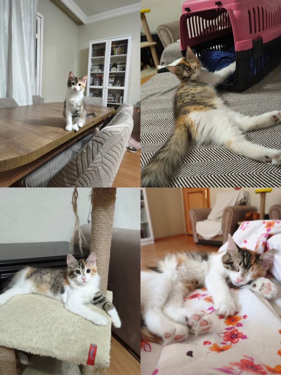 masum_gozler's tweet photo. Sokaktan kurtarıldı. 3.5 aylık dişi, aşıları yapılmış. İstanbul içi heryere sahiplendirilebilir. Eve ve başka kedilerle yaşamaya uyumluymuş. 
Ümraniye‼️
İletişim:05549973204

@minnakmandalina https://t.co/EGIXDdFQMJ