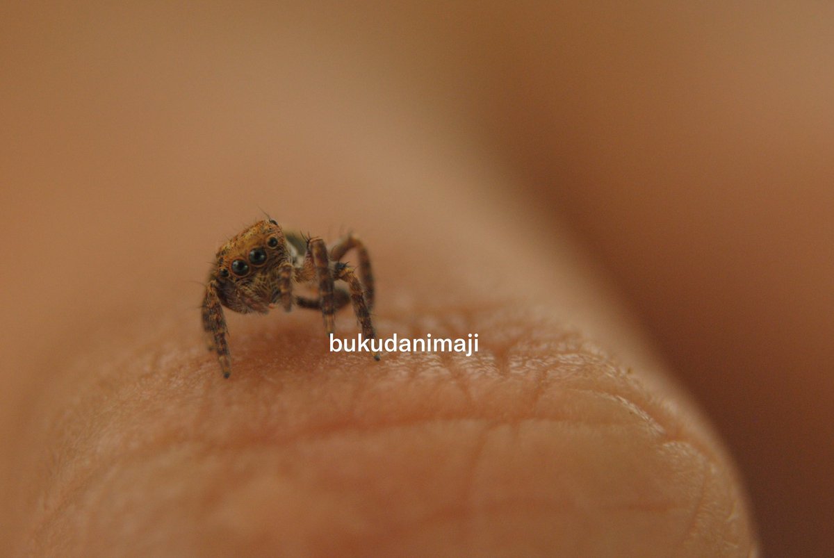 bukudanimaji's tweet photo. “Hello Peter Parker” https://t.co/5ZOC1FXuSN