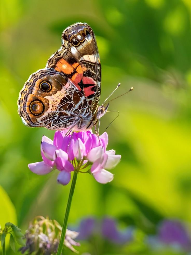 LostStar_47's tweet photo. American Painted Lady - Vanessa Virginiensis
#wild #nature #insect https://t.co/DN2ELGSVVD