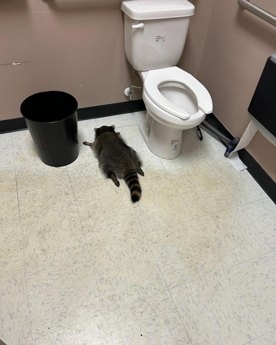 valuetainment's tweet photo. NEW: Raccoon gets drunk at Virginia liquor store and passes out in the bathroom. https://t.co/Eq535TCvof