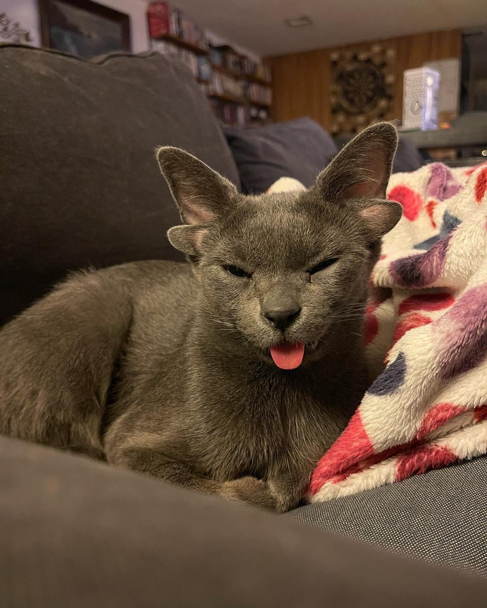 Hashiramadegen's tweet photo. OG MIDAS - CUTE CAT 

WITH 4 EARS 

AND NOT BONDING

z9FDqhV4yK3bRCp7SNJBMKsggtztmVtUxLnDrGNMuqg

STILL EARLY https://t.co/2oYaSiz0yn