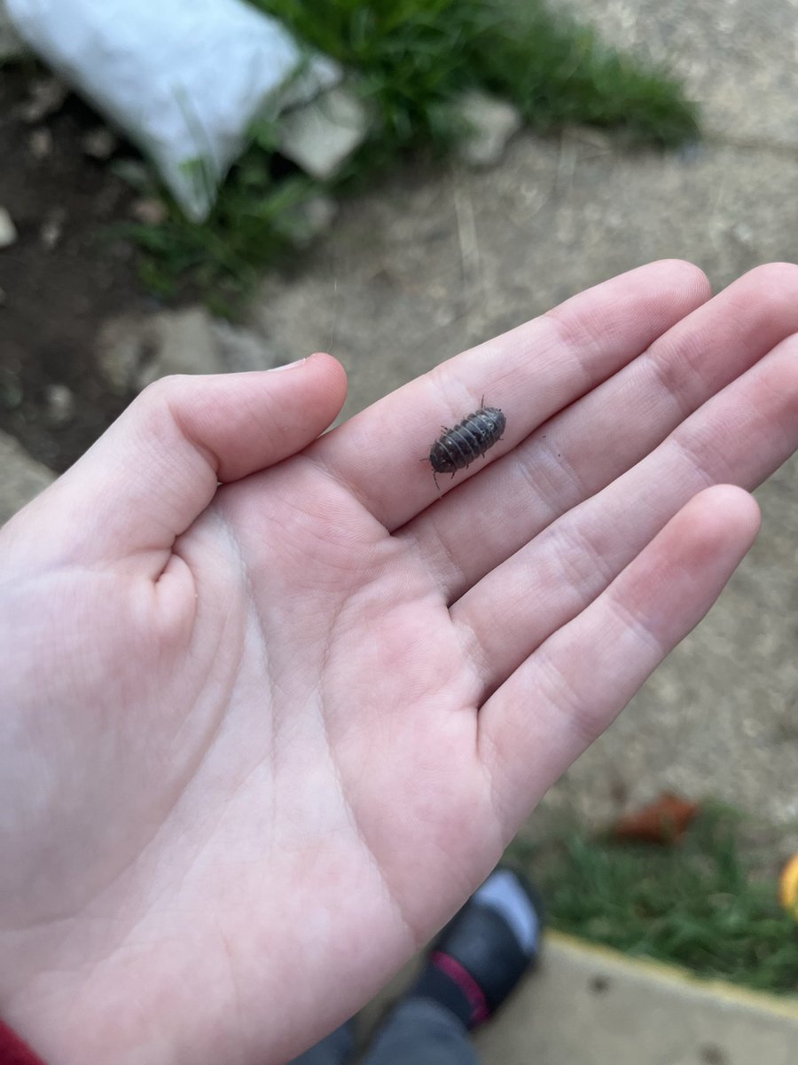 JinxLoser_'s tweet photo. My aunt and uncle are coming up from Florida today yippee also here is a rolly polly I found yesterday https://t.co/axUby5hofq