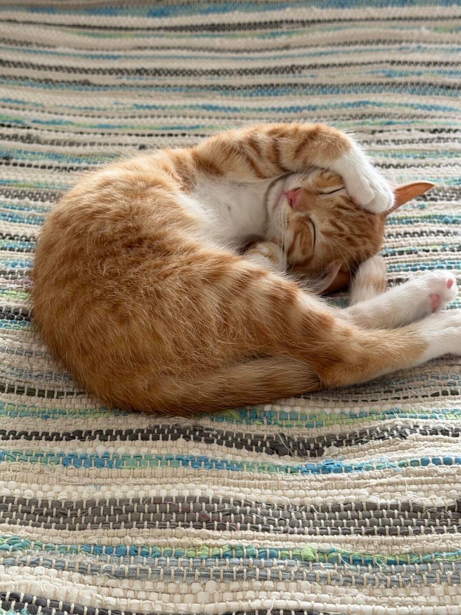 cutestscats's tweet photo. sweet ginger dreams in progress 🍊✨ https://t.co/vcFIpUzfTi
