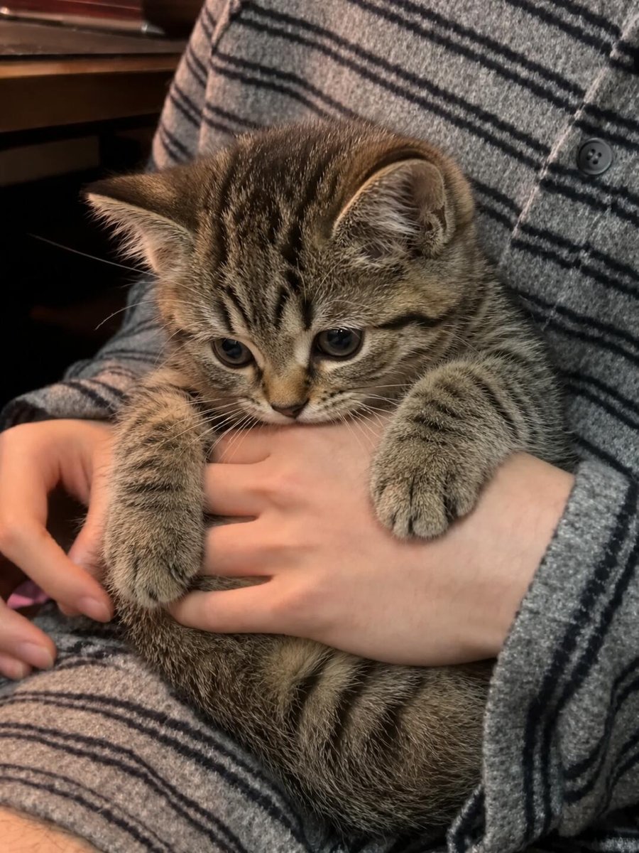 cutest cats tweet media
