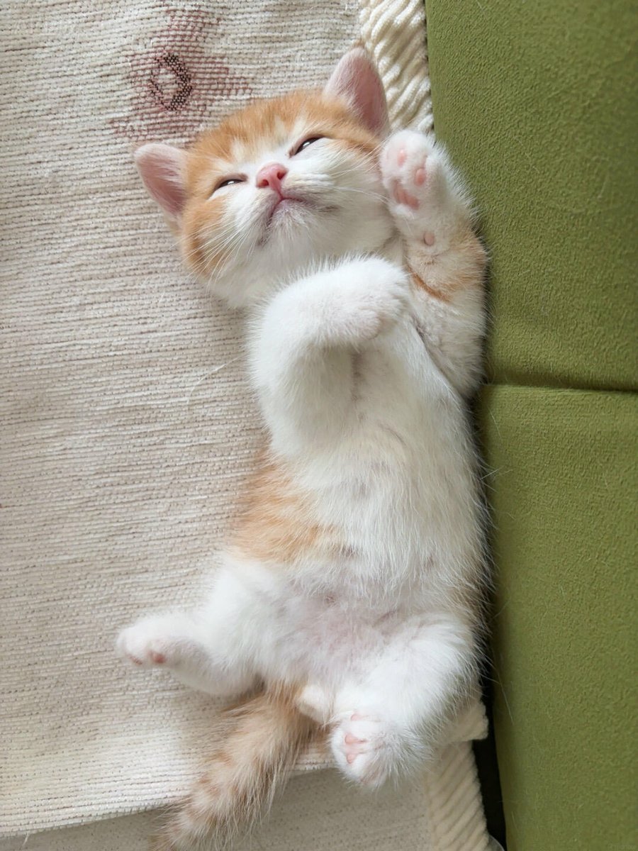 cutestscats's tweet photo. total trust and total comfort 🧡💤 https://t.co/jV4Ew0WnfY