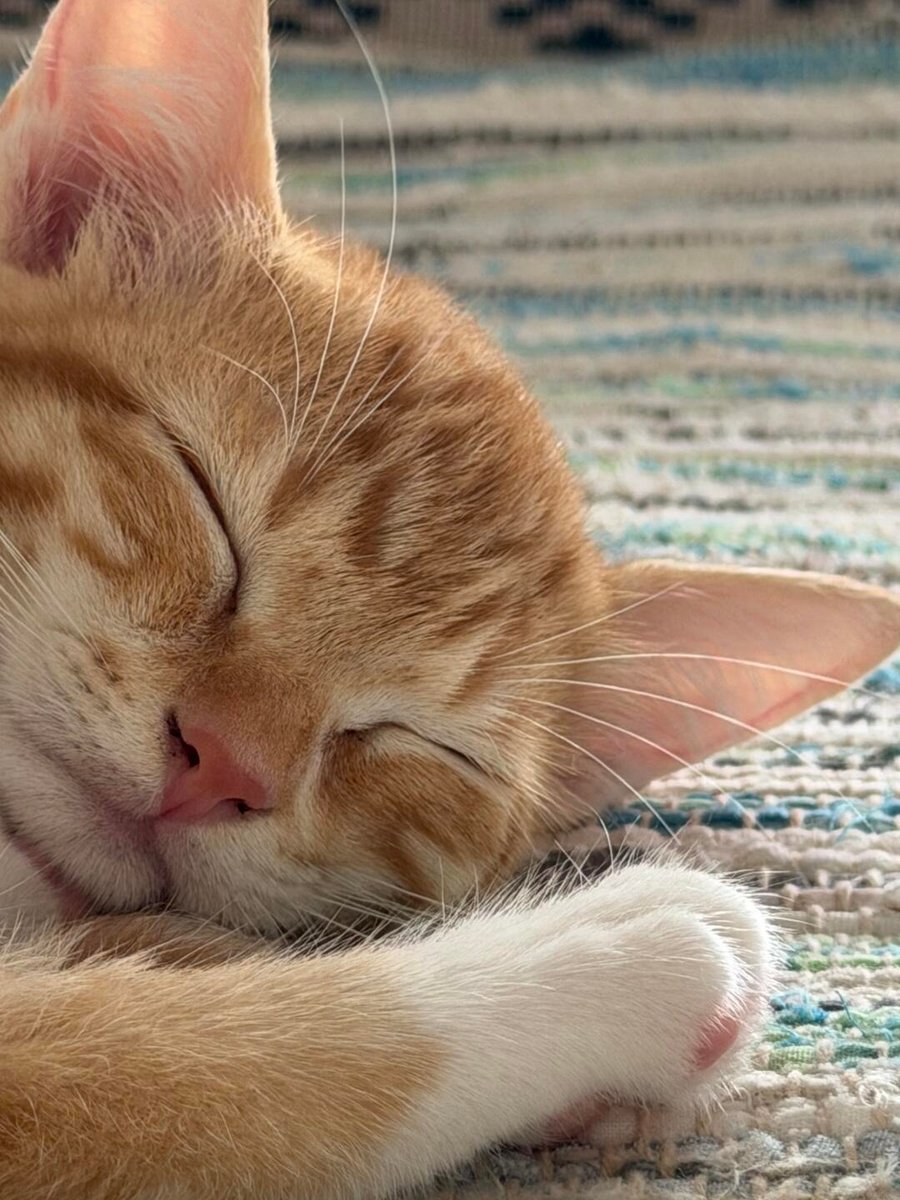 cutestscats's tweet photo. close up view of a peaceful nap 😴🧡 https://t.co/bCpWOnLhDL