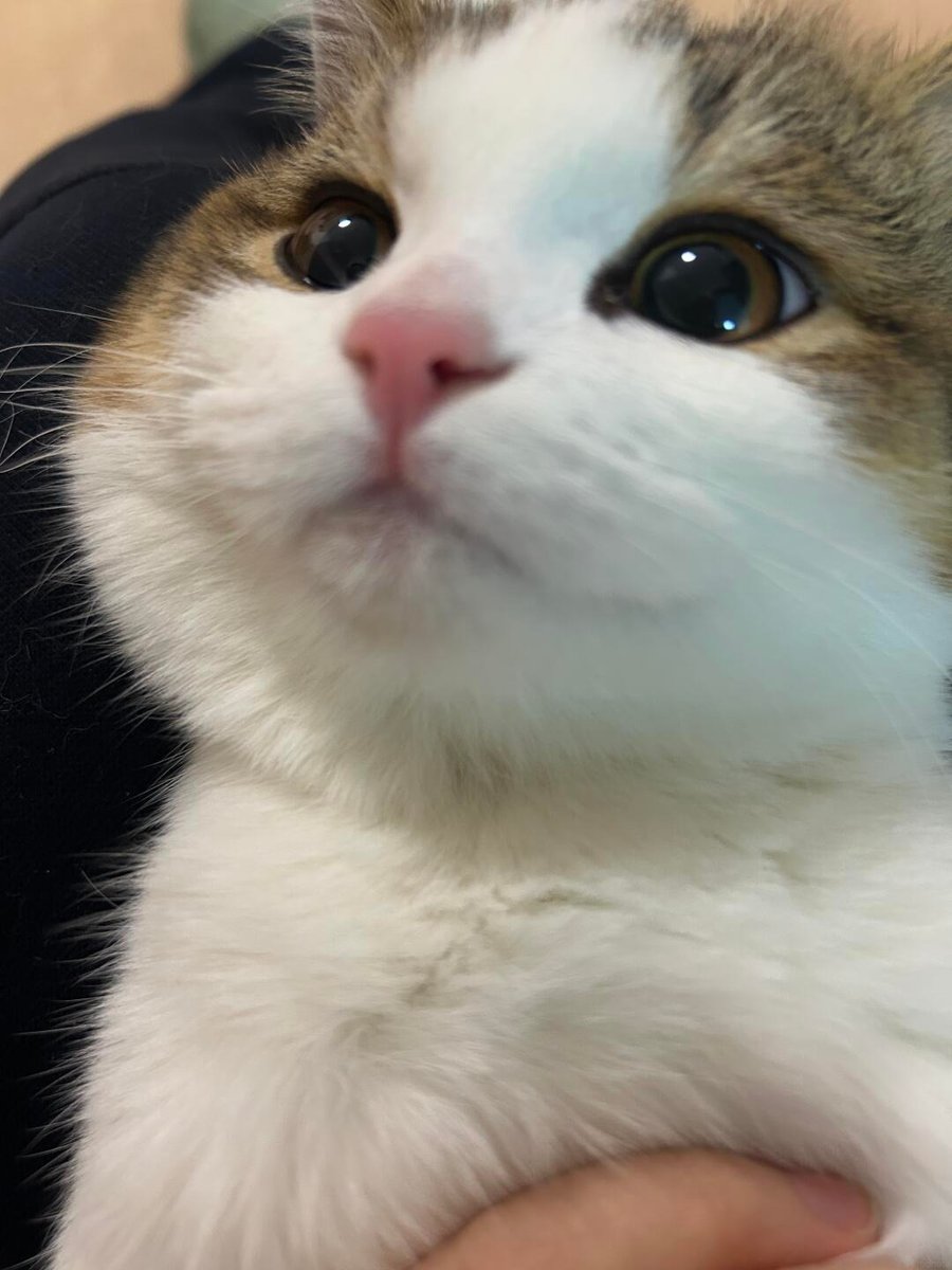 cutestscats's tweet photo. glamorous baby https://t.co/bvn2mWUDRi