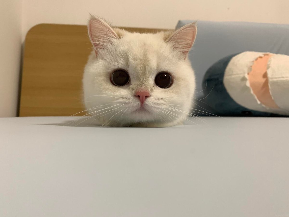 cutestscats's tweet photo. Too comfy to ever move 🥹 https://t.co/VesN6RNxyP
