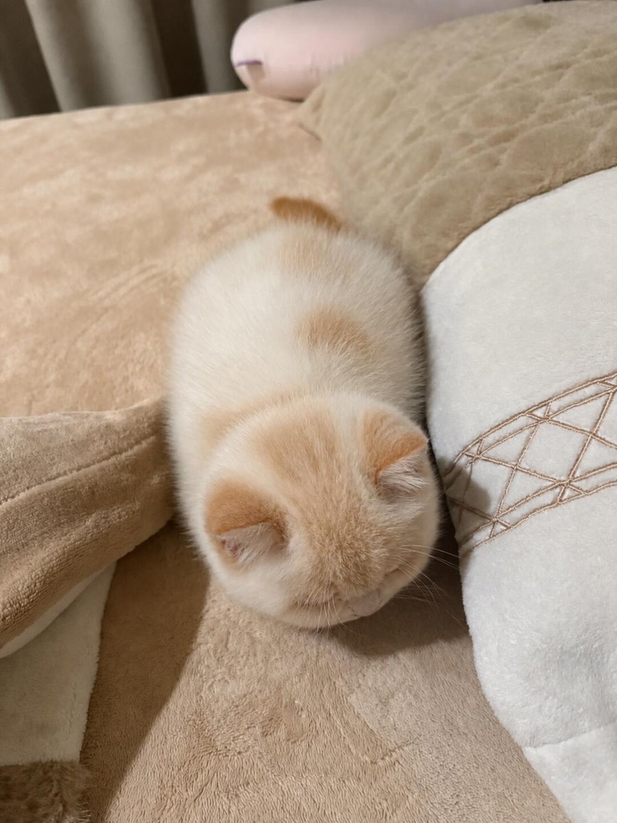 cutestscats's tweet photo. Too comfy to ever wake up 🥹 https://t.co/hxMogvbAEC